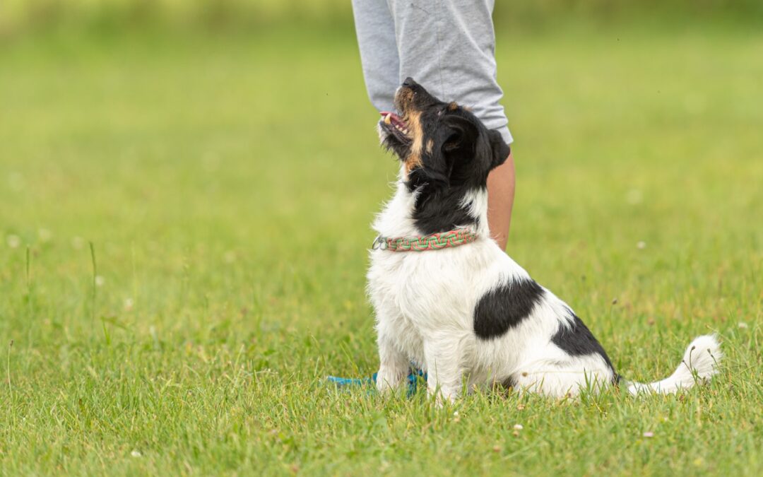 3 Reasons Professional Dog Training Matters