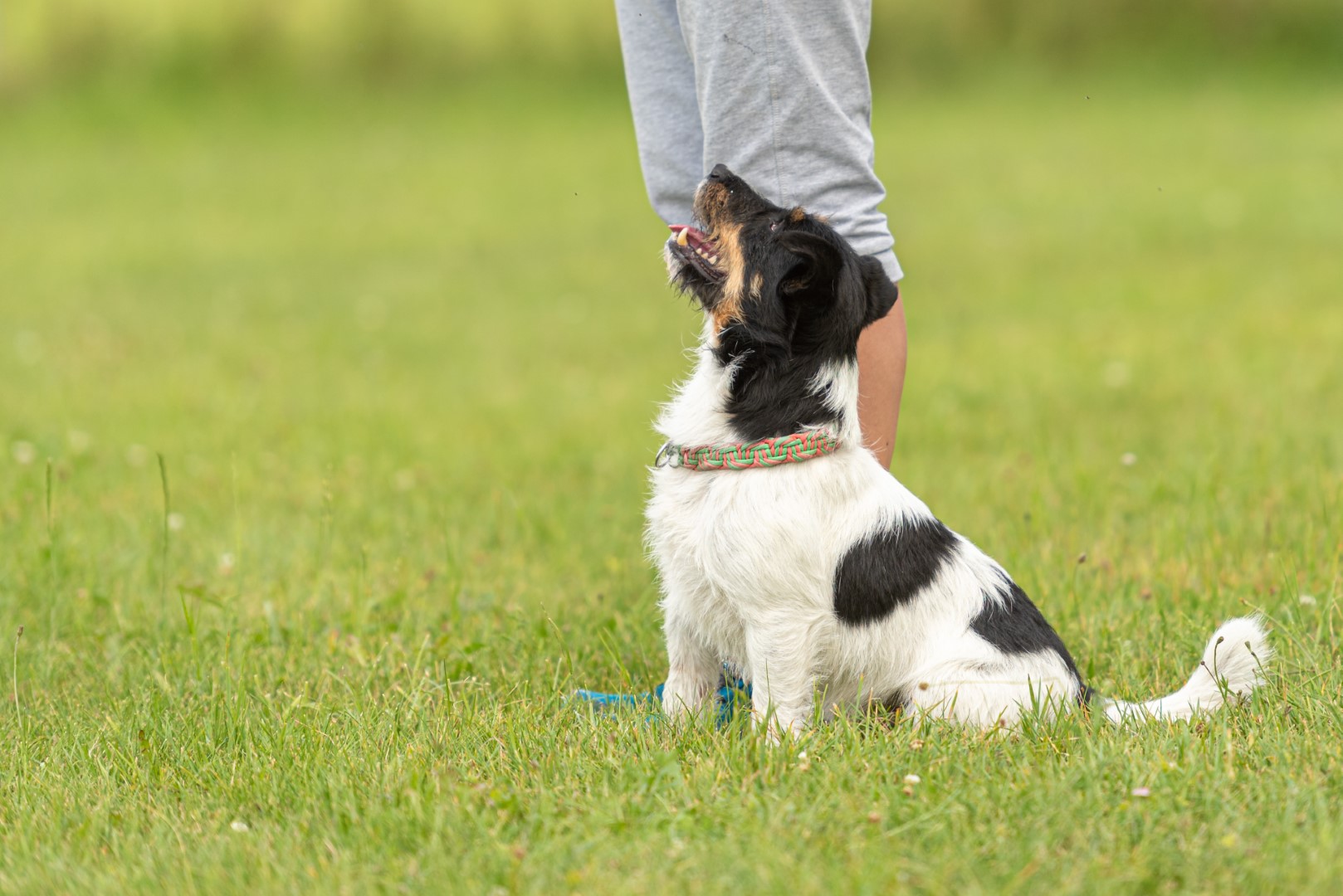 3 Reasons Professional Dog Training Matters Wiggles Pet Resort
