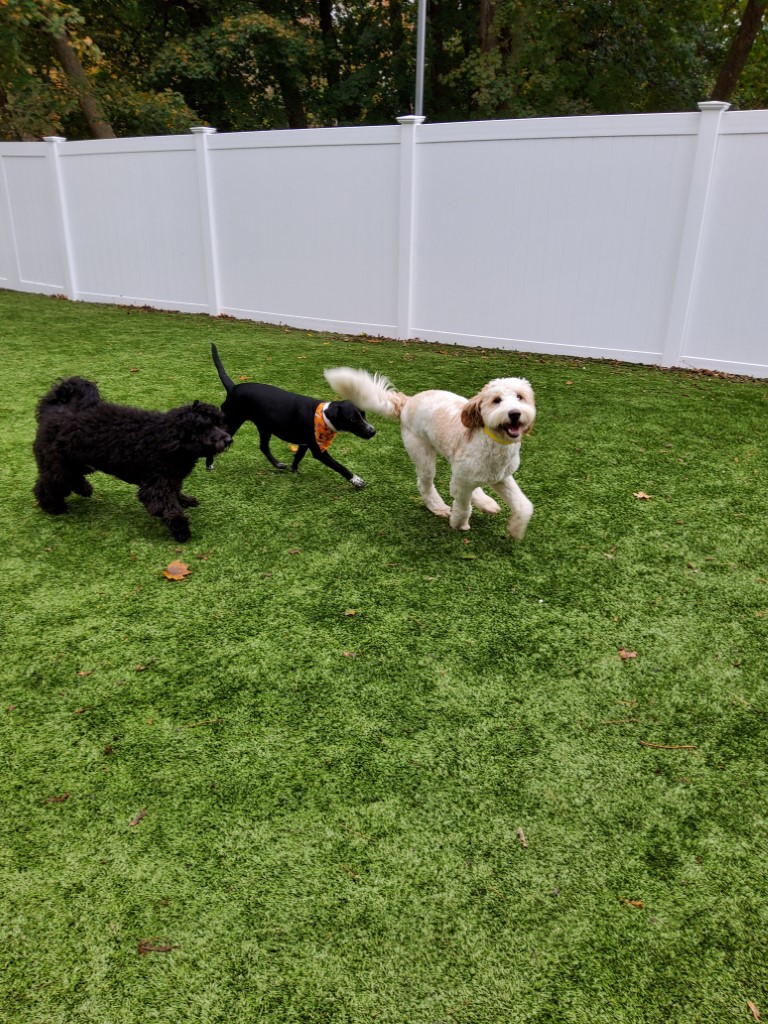 dogs running around in the play area